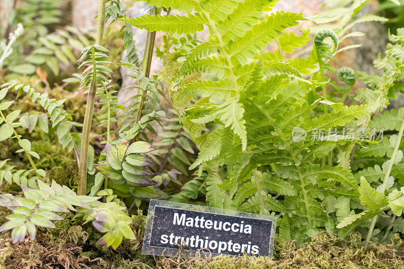 鸵鸟蕨“Matteuccia struthiopteris”在英国伦敦